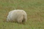 PICTURES/Sheep, Sheep & More Sheep/t_Sheep25.JPG